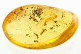 Fossil Ant (Formicidae) & Liverwort (Bryophyta) in Baltic Amber #272162-1